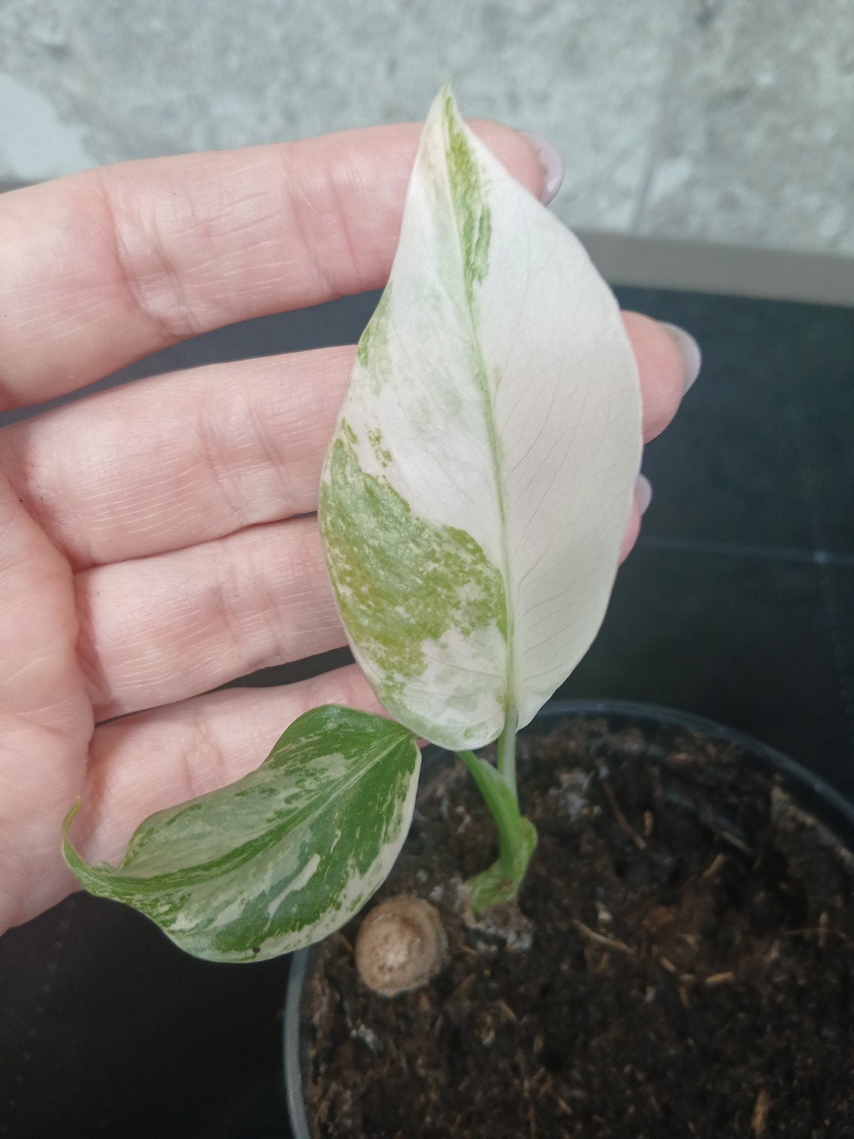 monstera  variegata, Ophalen