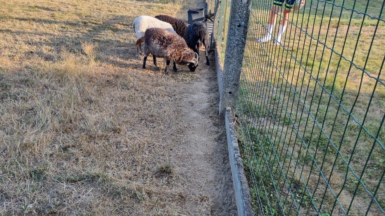 Ouessant bokjes te koop, Dieren en Toebehoren, Schapen, Geiten en Varkens, Mannelijk, Schaap, 0 tot 2 jaar