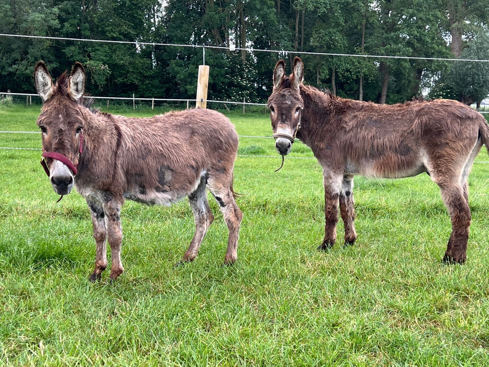 Merrie en ruin, Dieren en Toebehoren, Merrie, Gechipt