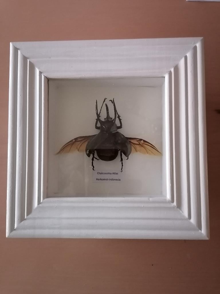 Taxidermy, Verzamelen, Verzenden, Nieuw, Insect, Opgezet dier