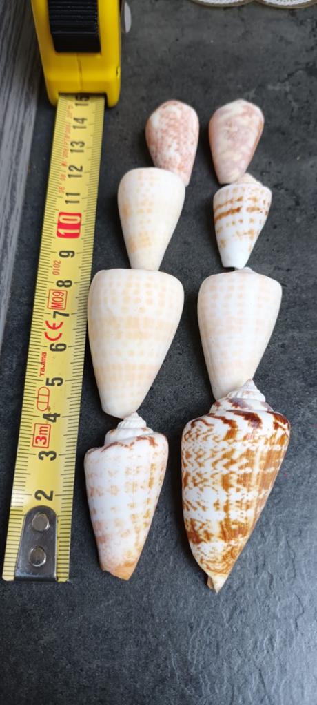 Coquillages, Enlèvement ou Envoi, Coquillage(s)