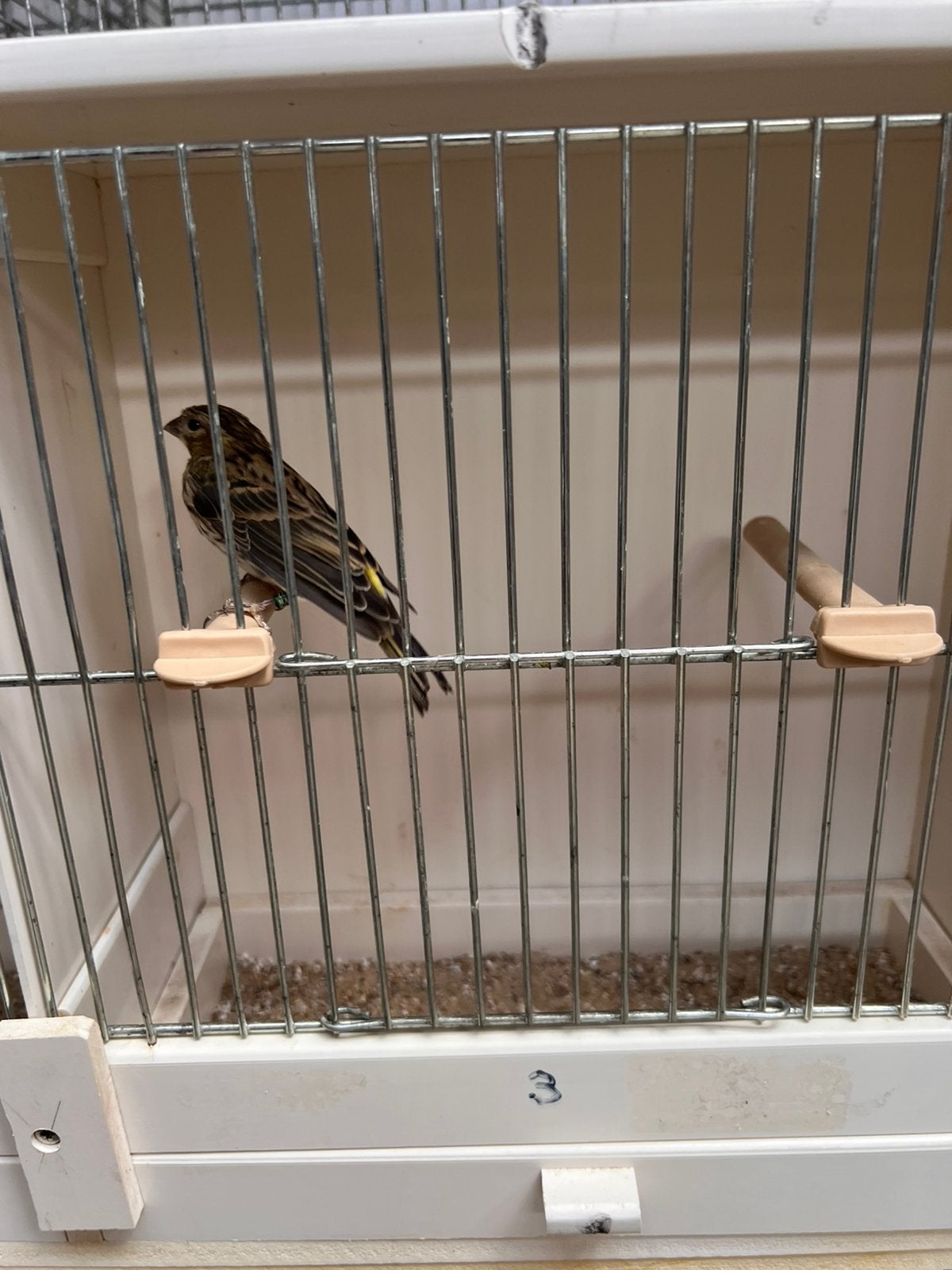 Serin cini, Femelle