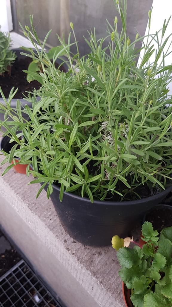 Lavandula angustifolia, Ophalen of Verzenden