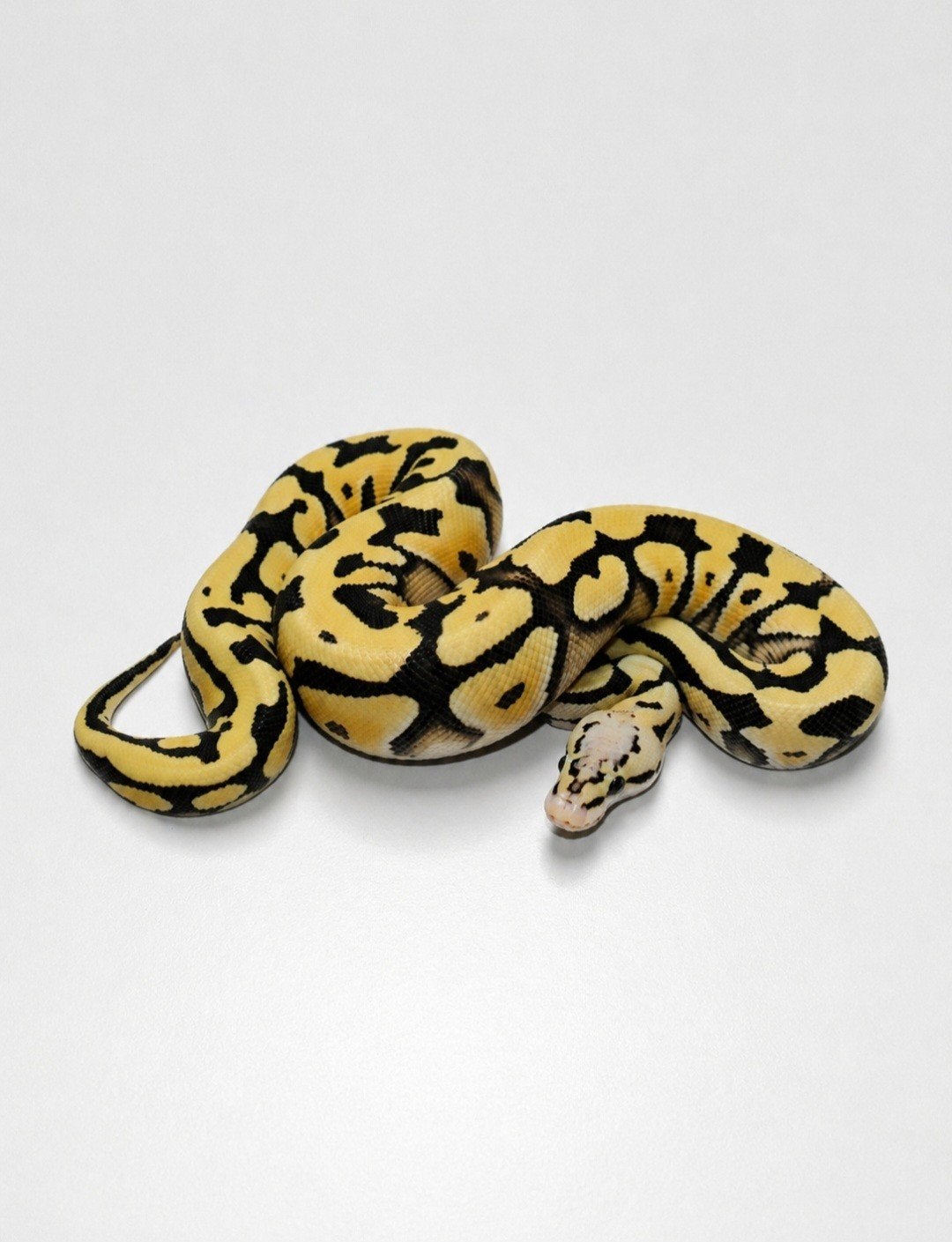 Desert ghost pastel harlequin 100% het genetic stripe, Animaux & Accessoires, Serpent, Domestique, 0 à 2 ans