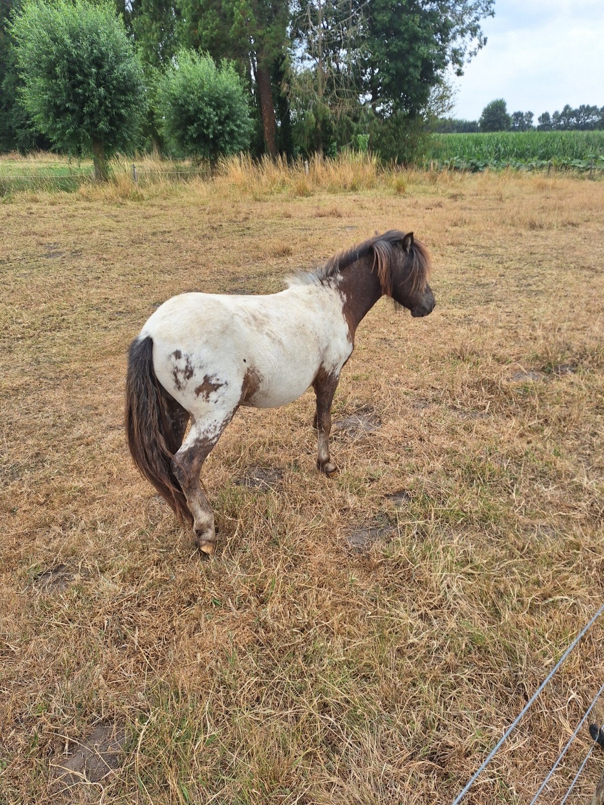 appaloosa hengst, Dieren en Toebehoren, Gechipt, 0 tot 2 jaar, Hengst, A pony (tot 1.17m)