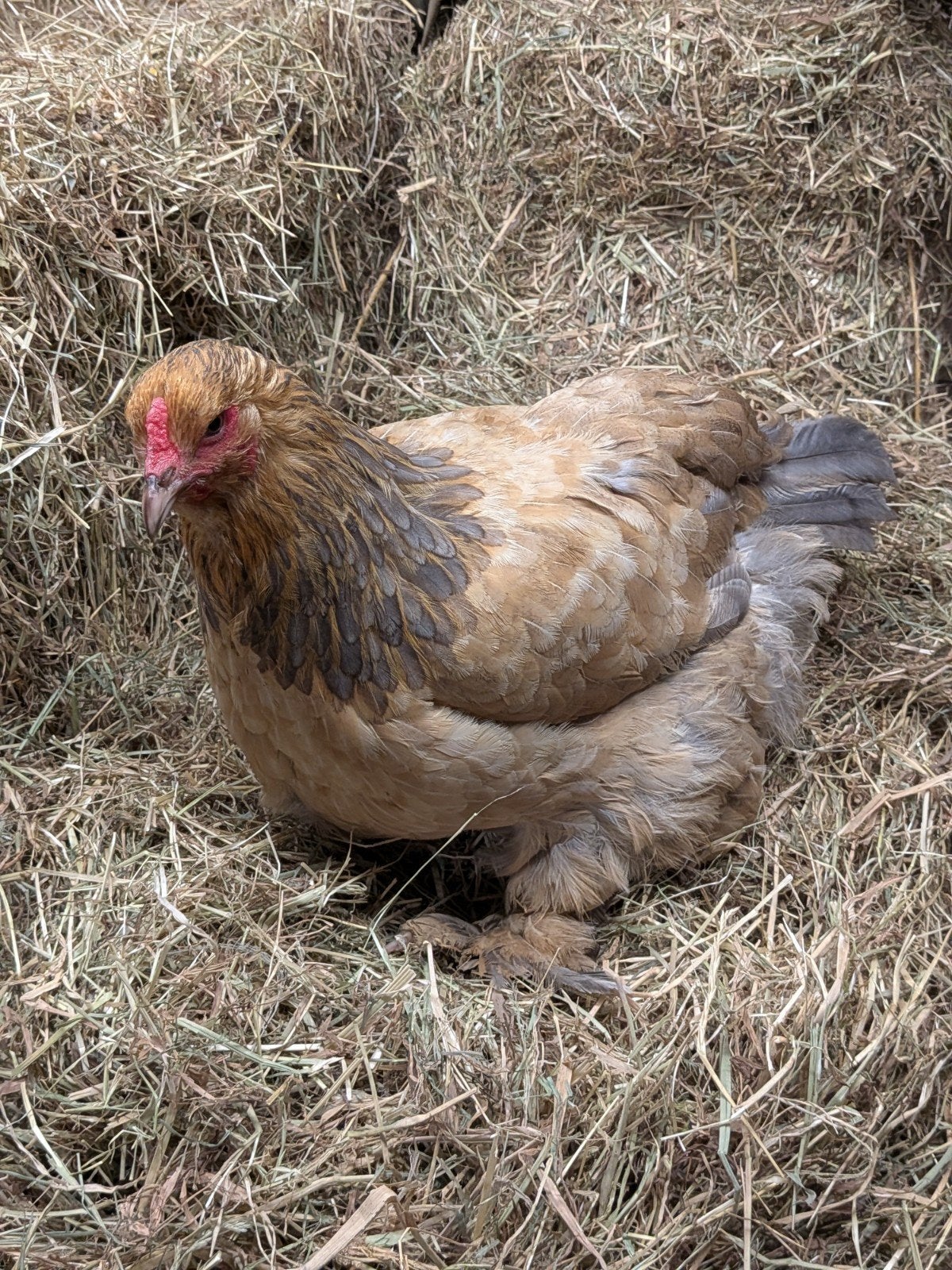 prachtige brahmas
