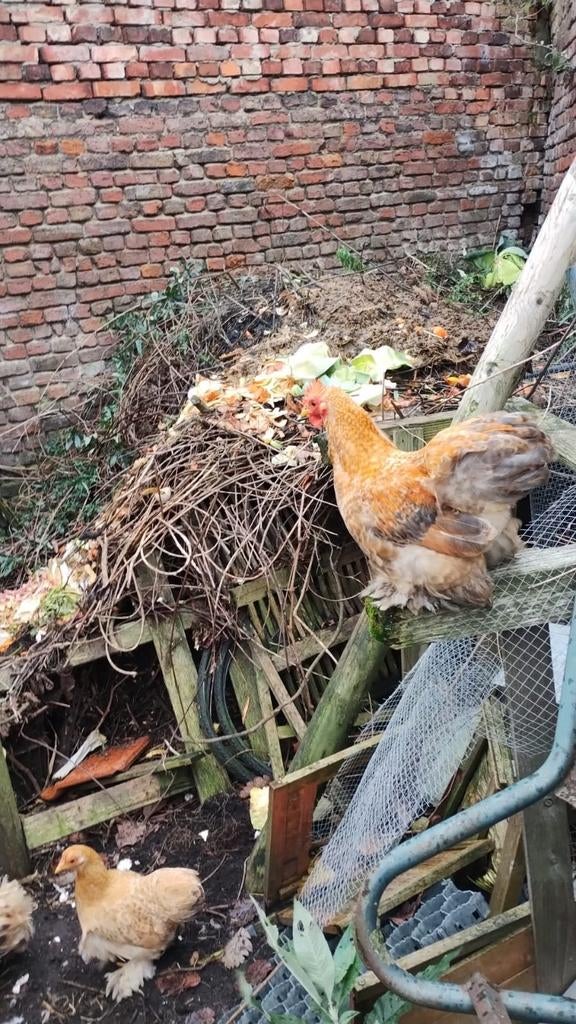 Cochine 2 hanen + 2 hennen, Dieren en Toebehoren, Pluimvee, Kip, Meerdere dieren