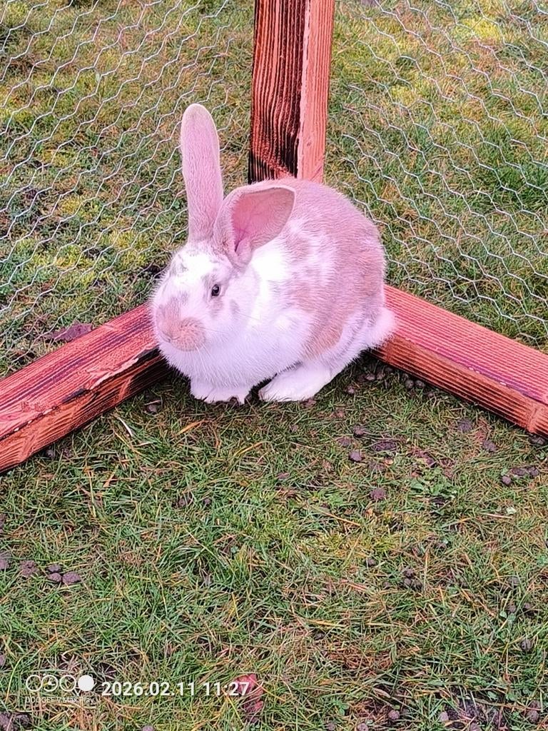 Vlaamse reus ram, Dieren en Toebehoren, Konijnen