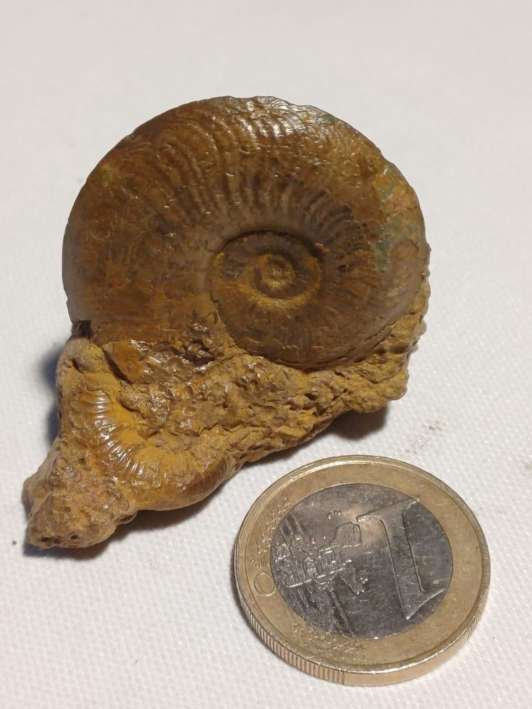 Ammonieten en bivalven (tweekleppigen) uit Tsjechië, Ophalen of Verzenden, Fossiel