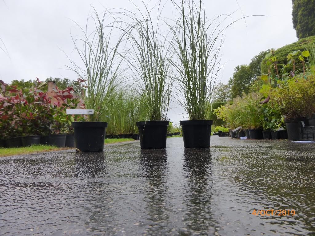 Miscanthus - Graminée pour haie, Jardin & Terrasse, Enlèvement, Haie