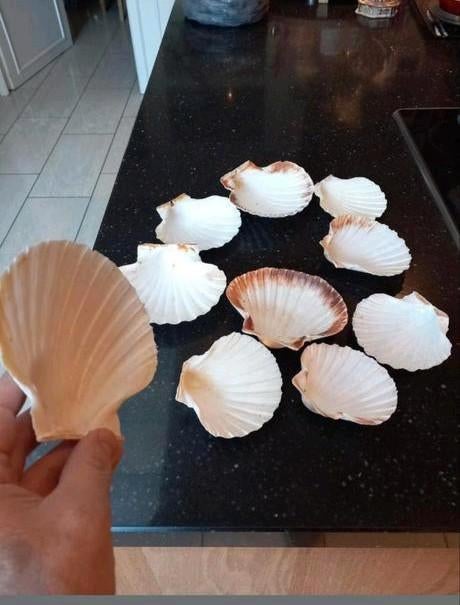 Lot de divers gros coquillage, Enlèvement ou Envoi, Comme neuf