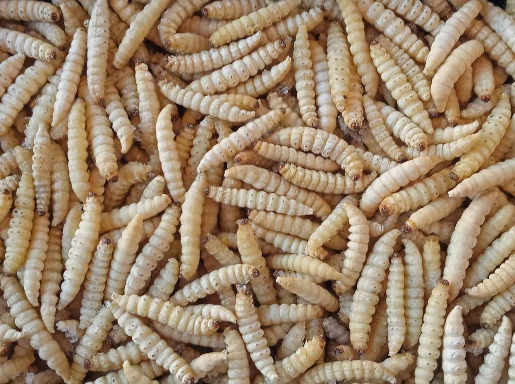 Levende Insecten !!!, Dieren en Toebehoren