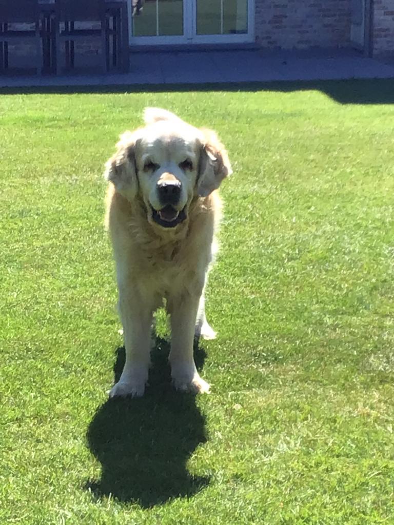 Hondenopvang in familiale omgeving, geen kennel !, Janvier, Mâle