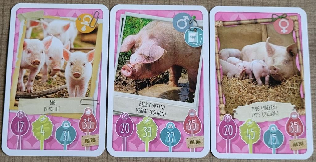 3 fotokaarten: varkens en biggetjes, Verzamelen, 1980 tot heden, Ophalen of Verzenden, Zo goed als nieuw, Dier