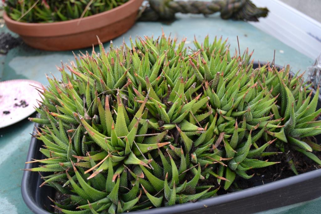 vetplanten en cactussen te ruil of koop, Volle zon, Vaste plant, Zomer, Ophalen