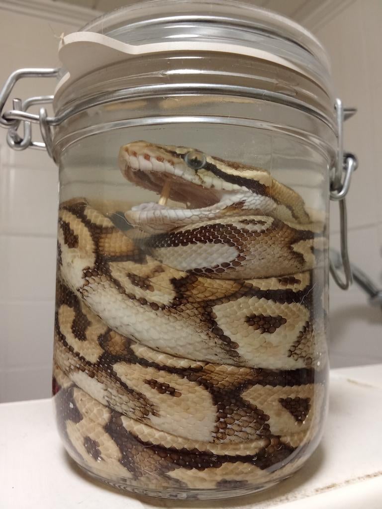 Ballpython op sterk water, Enlèvement