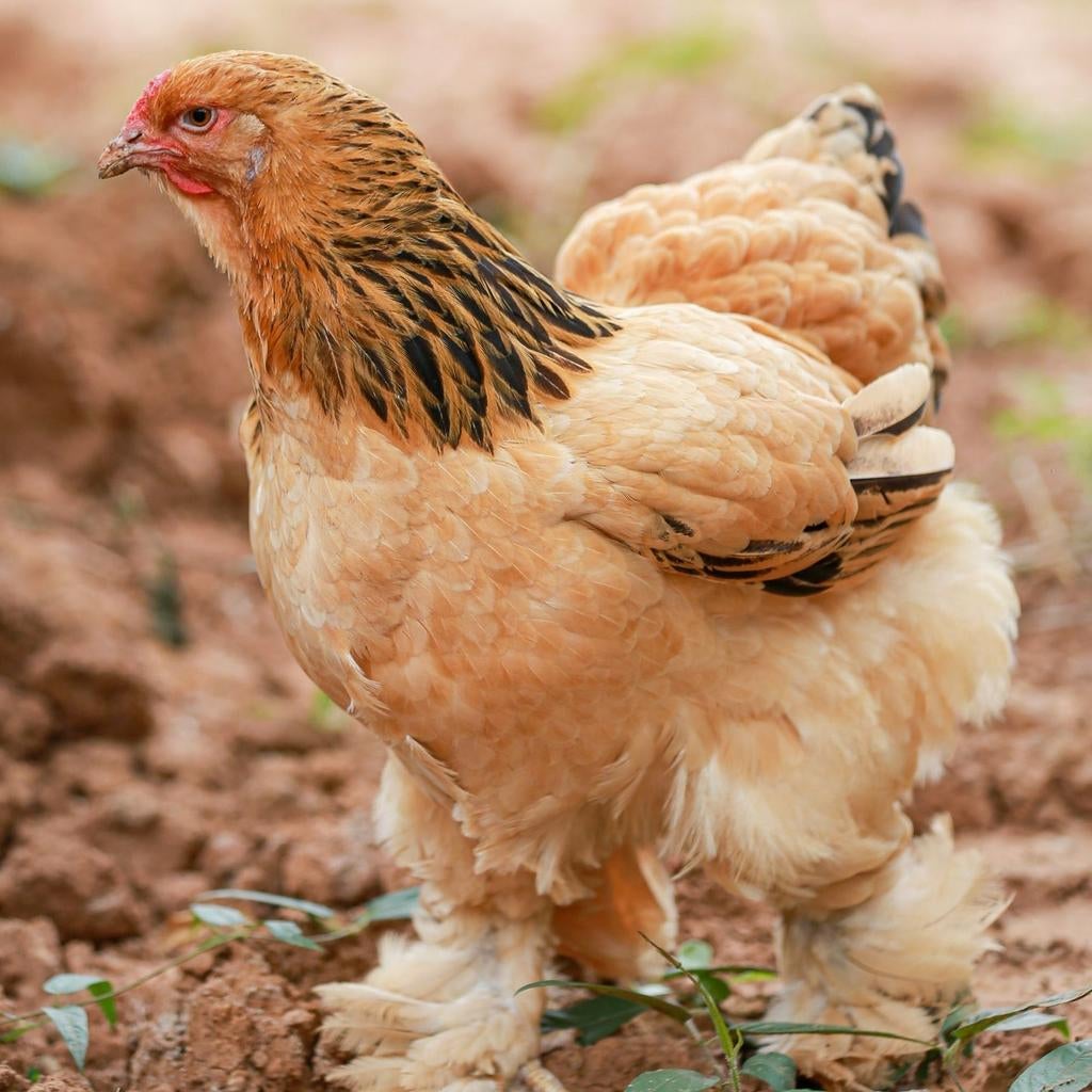 Brahma Groothoender kippen jonge hennen beschikbaar, Dieren en Toebehoren, Pluimvee, Kip, Vrouwelijk