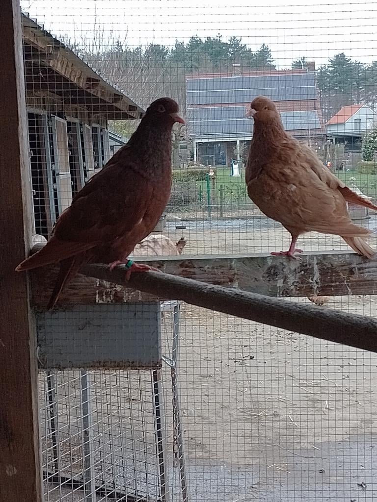 Carneau duiven, Dieren en Toebehoren, Vogels | Duiven