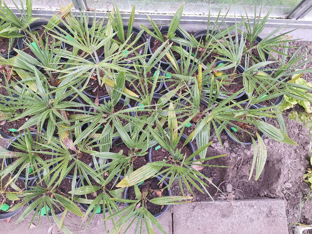 Zeldzame palbomen (Trachycarpus princeps x wagnerianus)., Tuin en Terras, Planten | Bomen, In pot, Halfschaduw, Ophalen of Verzenden