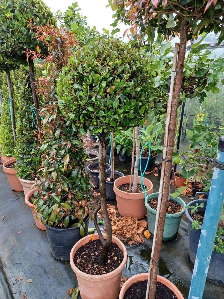 Laurus nobilis, Enlèvement, En pot