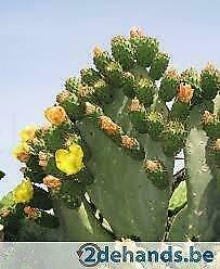 Opuntia ficus indica (vijgcactus), Jardin & Terrasse, Enlèvement