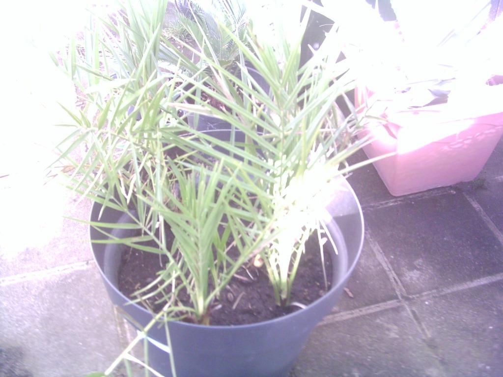 Phoenix dactylifera / palmier dattier, Plein soleil, Enlèvement, Palmier, Ne fleurit pas