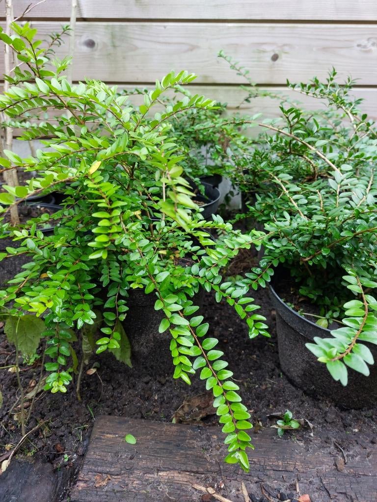 Chinese kamperfoelie €2 per stuk. 0486 215927, Tuin en Terras, Planten | Tuinplanten, Ophalen