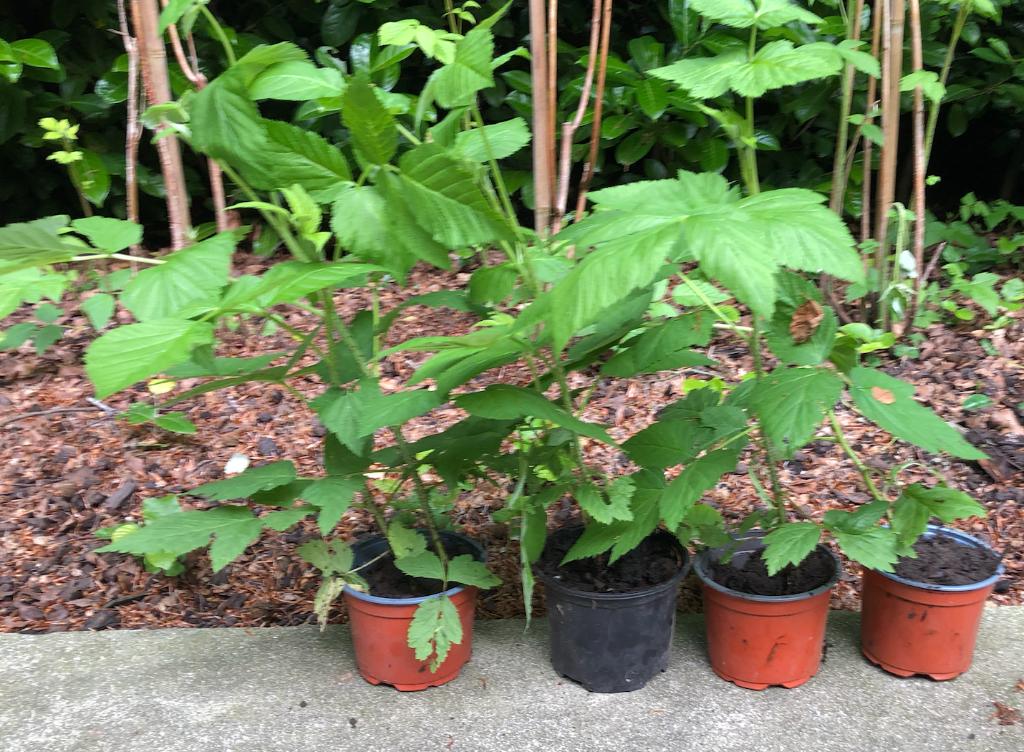 zomerframboos, Jardin & Terrasse, Plantes | Jardin, Plantes fruitières, Été, Enlèvement