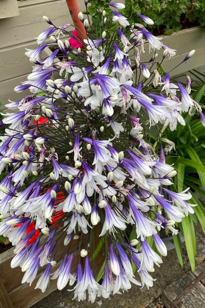 50 zaden Agapanthus Fireworks Paars wit, Ophalen of Verzenden