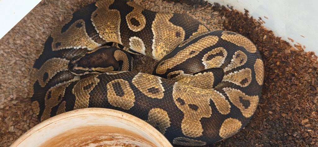 Python regius 1.0 enchi het clown, Dieren en Toebehoren