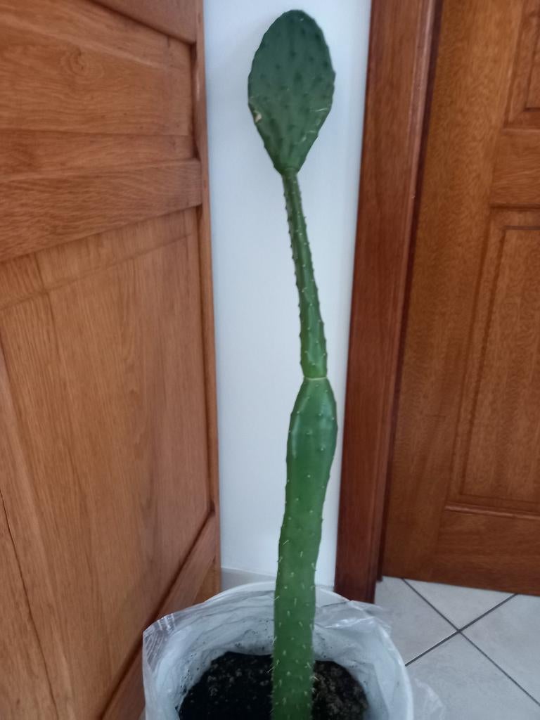 Cactus, Enlèvement