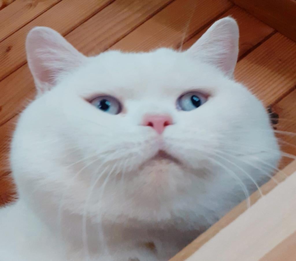 Brits korthaar dekkater. (Niet te koop), Dieren en Toebehoren, 3 tot 5 jaar