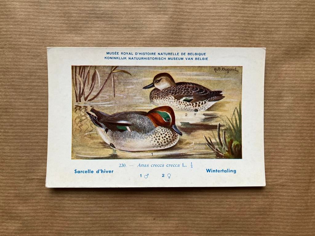 Vogels der Belgische Fauna Nr. 230 Wintertaling, Ophalen of Verzenden, Ongelopen, Vogel