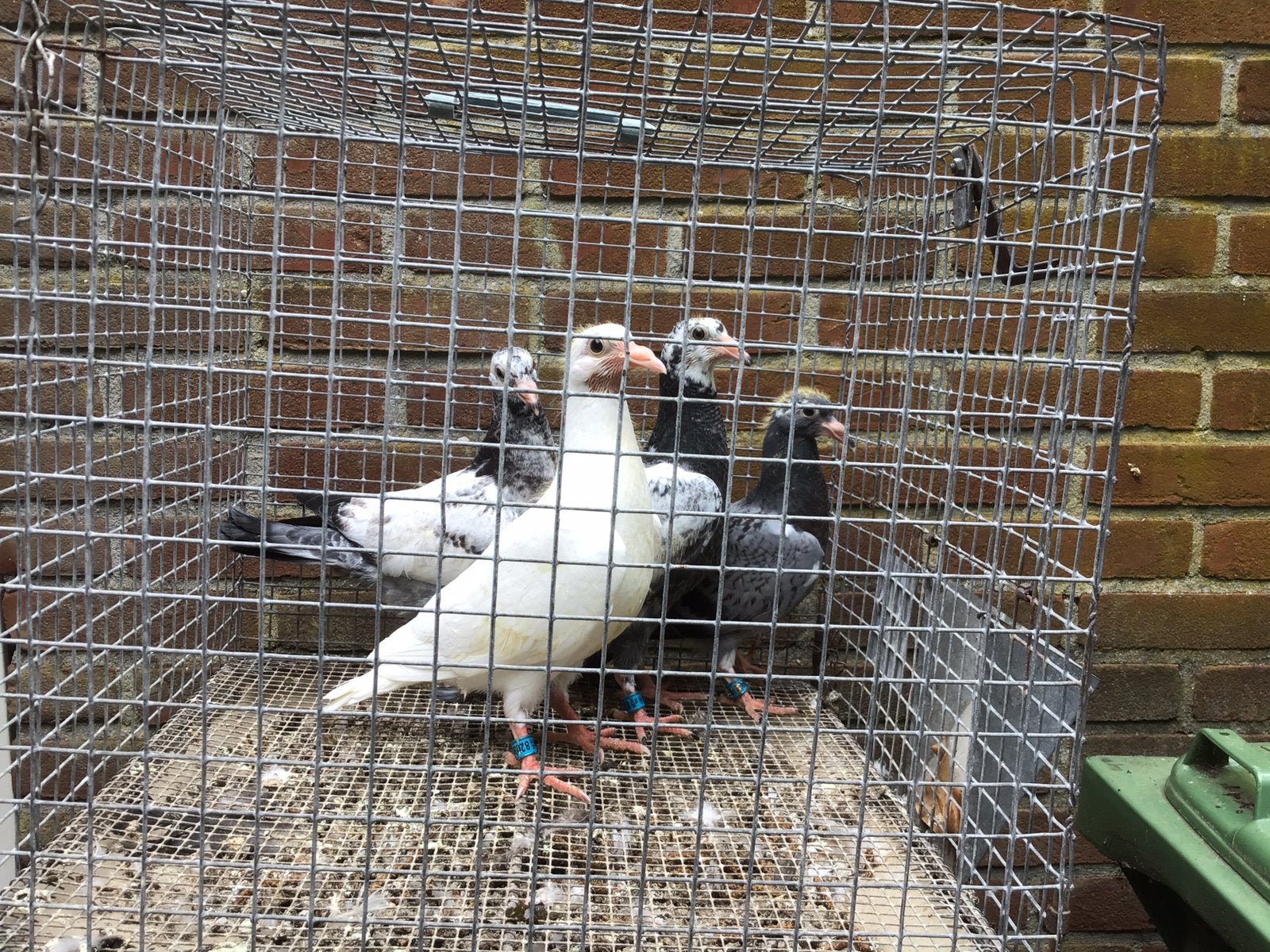 Jonge postduiven, Dieren en Toebehoren, Vogels | Duiven