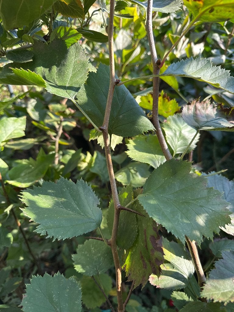 Meidoorn Crataegus anomala, Tuin en Terras, Ophalen, Lente, Overige soorten, Volle zon
