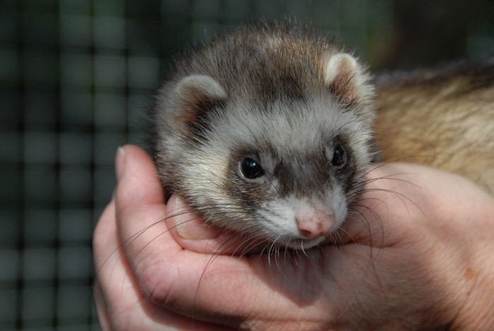 jeunes furets, Juin, Plusieurs animaux