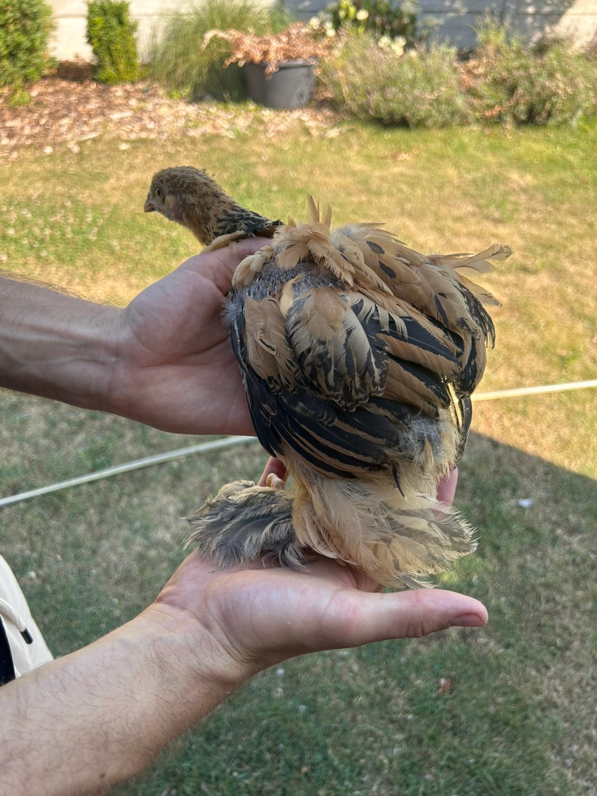 Brahma kuikens, Meerdere dieren, Kip