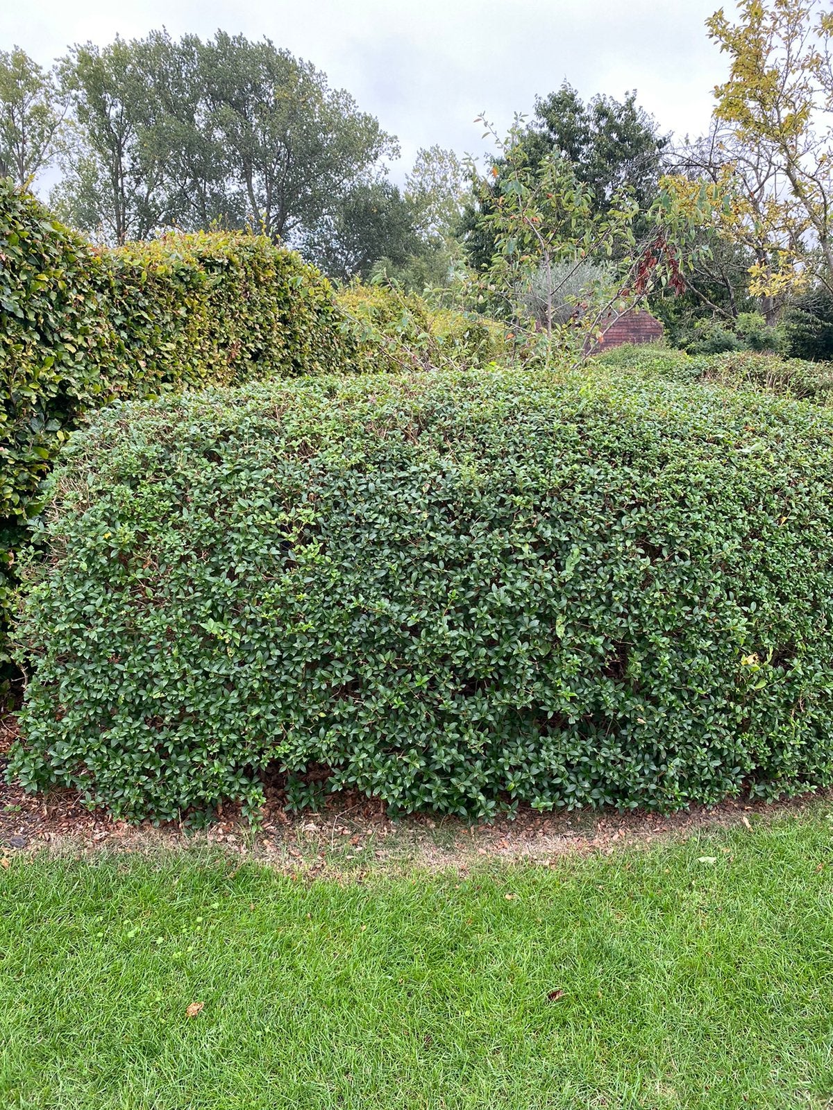 Gratis osmanthus, Jardin & Terrasse, Enlèvement