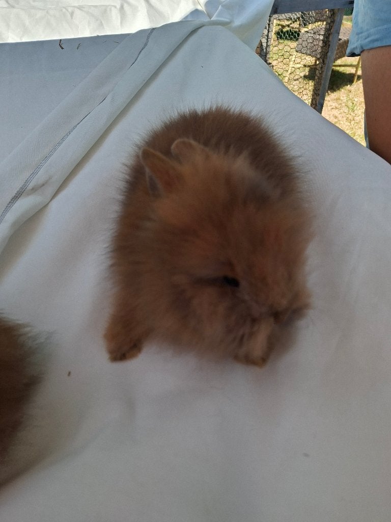 Konijn teddy, Dieren en Toebehoren, Konijnen, Meerdere dieren, Klein, 0 tot 2 jaar
