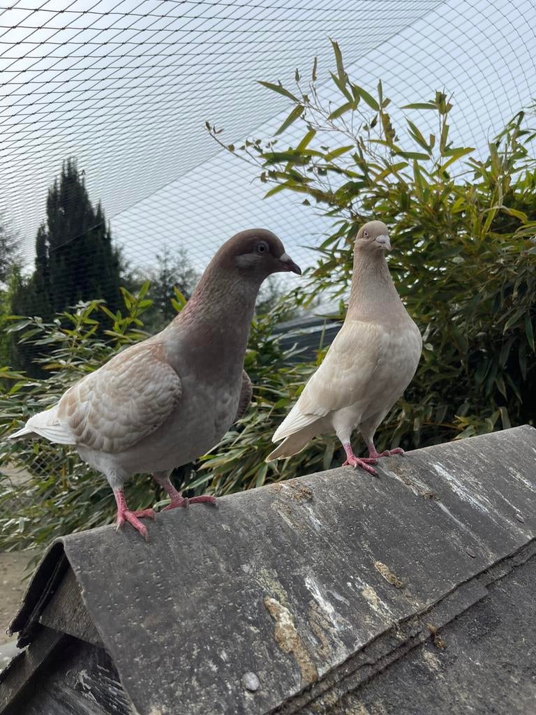 Leuke kleurpostduiven, Dieren en Toebehoren, Pluimvee