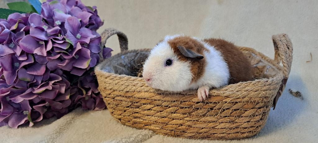 Schattige US Teddy, Dieren en Toebehoren, Maart, Mannelijk, Cavia