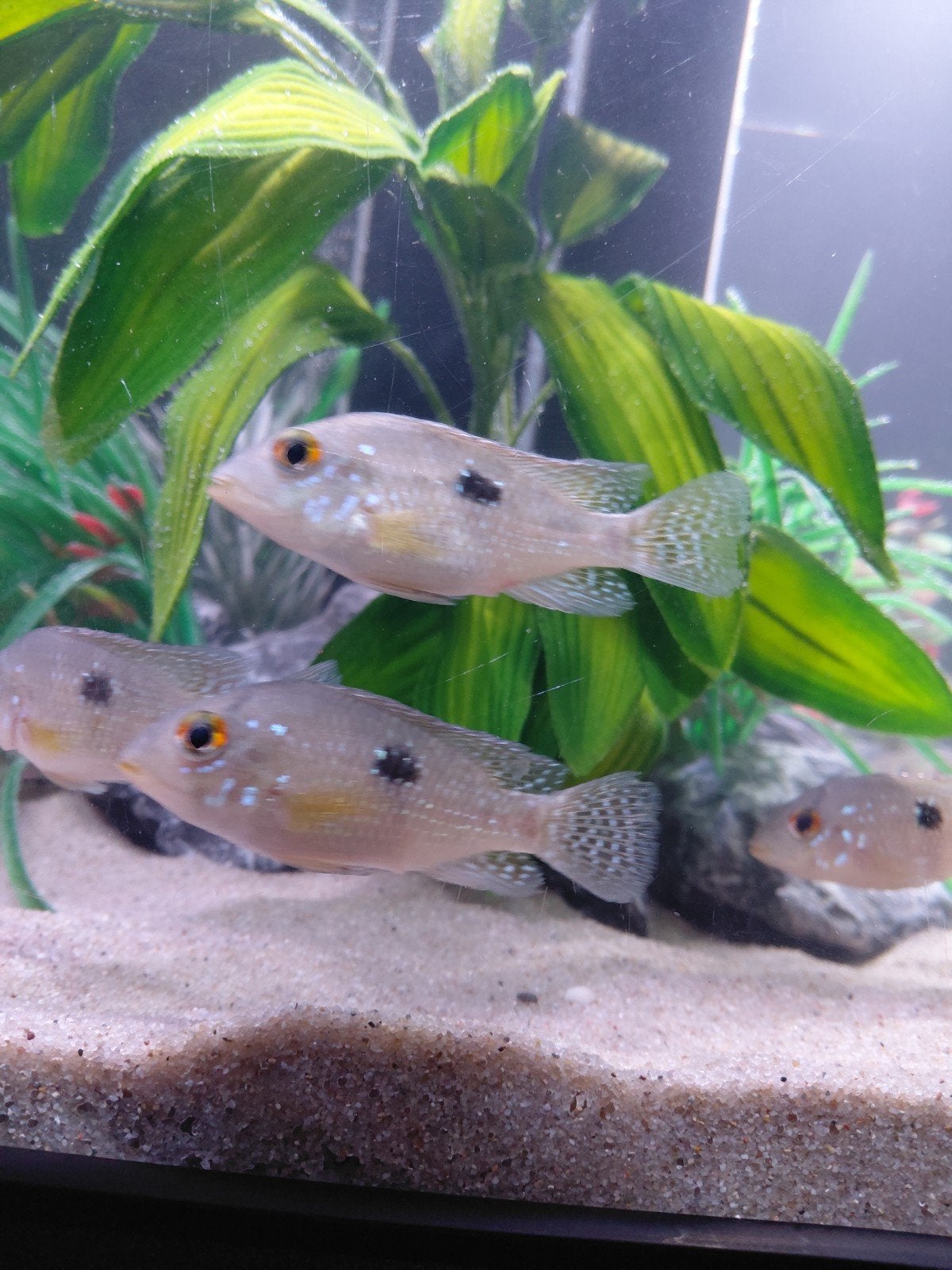 cichliden tekoop, Dieren en Toebehoren, Vissen | Aquariumvissen