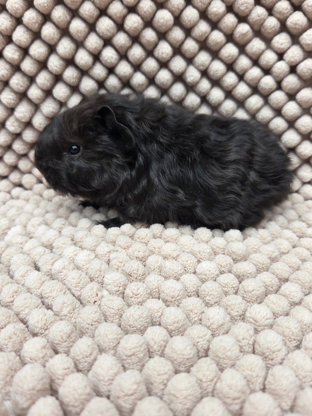 nederland jong cavia beertje, Animaux & Accessoires, Rongeurs, Juillet, Cobaye, Domestique