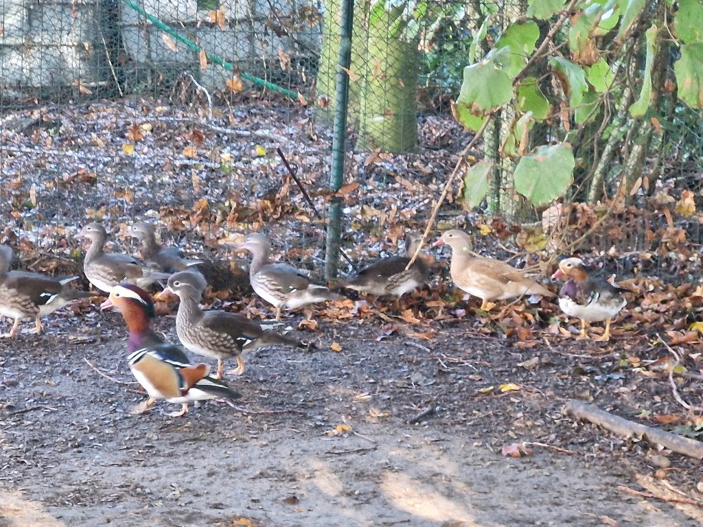 mandarijn eenden, Animaux & Accessoires, Femelle, Canard