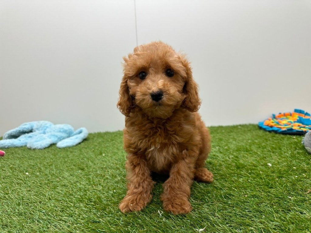 Chiots Maltipoo, Hépatite contagieuse (maladie de Rubarth), Plusieurs, Belgique, Plusieurs animaux