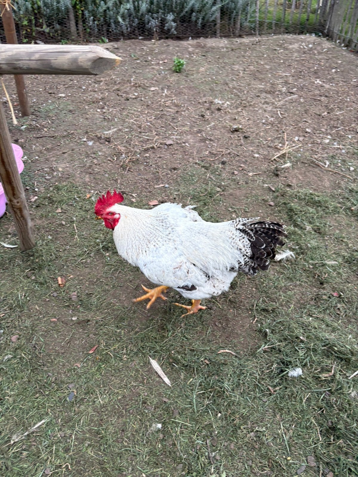 Mooie groote haan, Dieren en Toebehoren