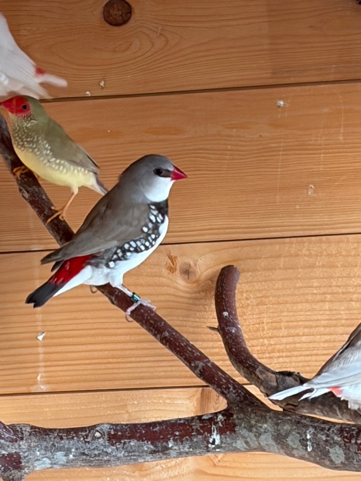 Diamantvink, Animaux & Accessoires, Oiseaux | Oiseaux Autre, Bagué