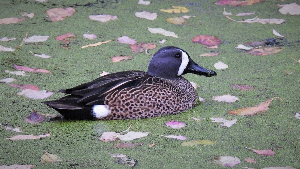 Blauwvleugeltaling