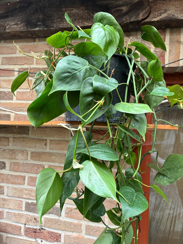 Belle plante d'intérieur Scandens à suspendre, Enlèvement