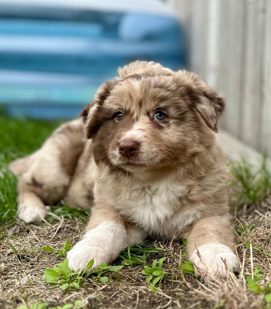 Prachtige Australische herder pup volle vacht (teefje), Dieren en Toebehoren, België, CDV (hondenziekte), 8 tot 15 weken, Meerdere